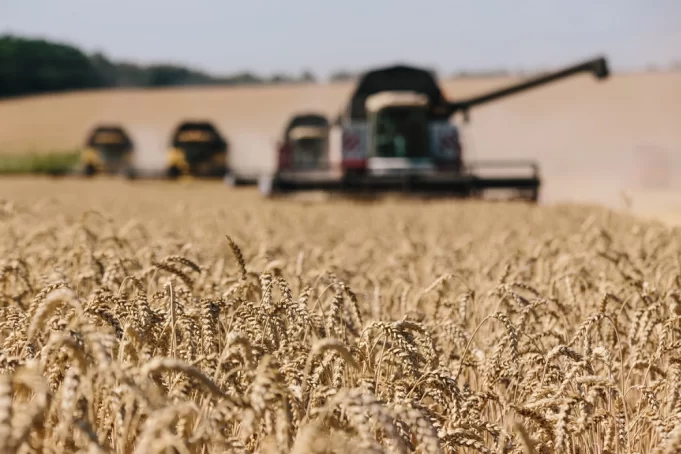 Ukraine war imperils wheat, but farmers are in no rush to pivot.