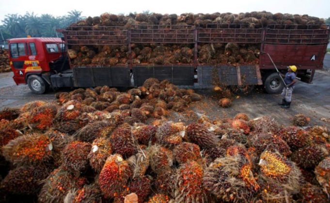 Malaysia end-Aug palm oil stocks hit 2 million tonne for first time in 2 years