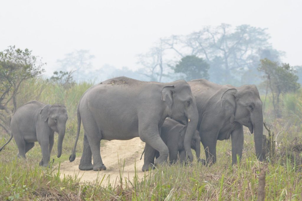 Six Dead in Elephant Attack in Indias Jharkhand Region