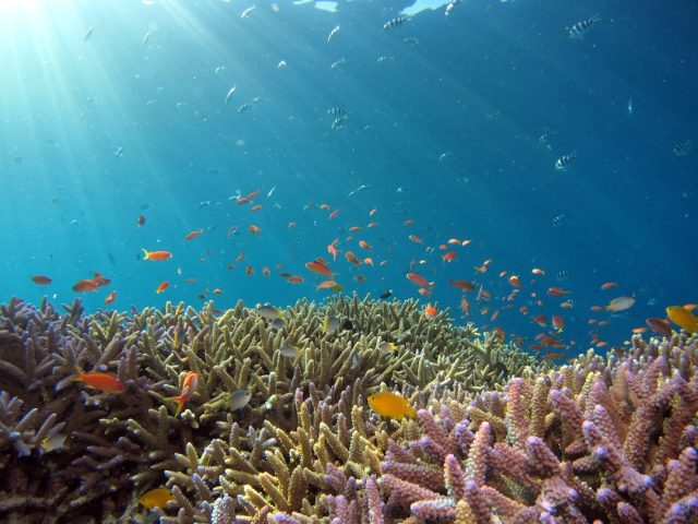 Aerial view of bleached white coral sections in the Great Barrier Reef, surrounded by turquoise ocean water.