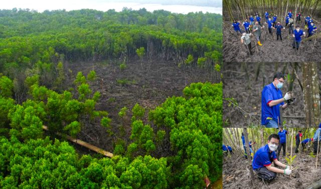 Malaysia Mangrove Restoration Private Funding