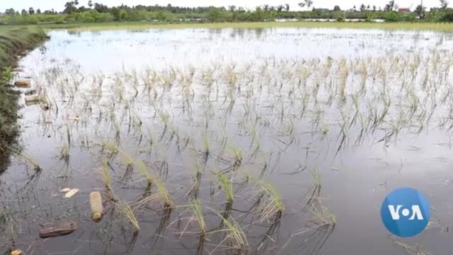 Mekong Delta Rice Terraces