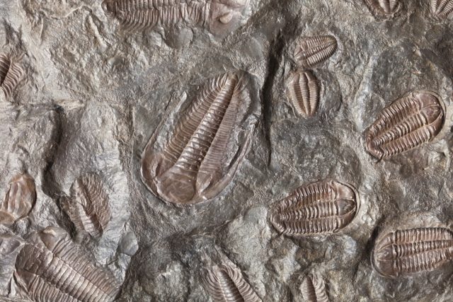 Thai Researchers Name New Dinosaur Species Largest in Southeast Asia
