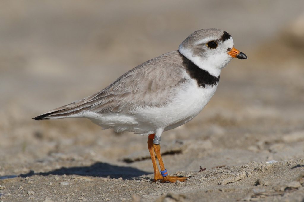 Massachusetts town\u2019s flag dispute highlights clash with Endangered Species Act