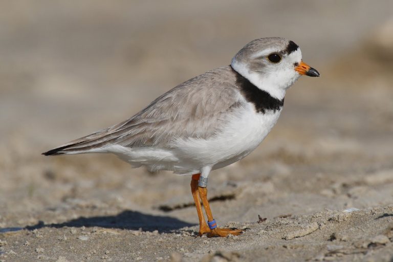 Massachusetts town’s flag dispute highlights clash with Endangered Species Act