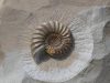 Fossilized Jaws Found in Japan Suggest Giant Octopuses Were Top Predators Fossilized Jaws Found in Japan Suggest Giant Octopuses Were Top Predators