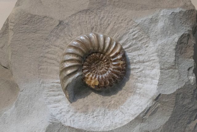 Fossilized Jaws Found in Japan Suggest Giant Octopuses Were Top Predators