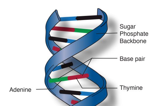 Scientists Edit Human Embryo Genes, Reviving Ethics Debate Dna Double Helix