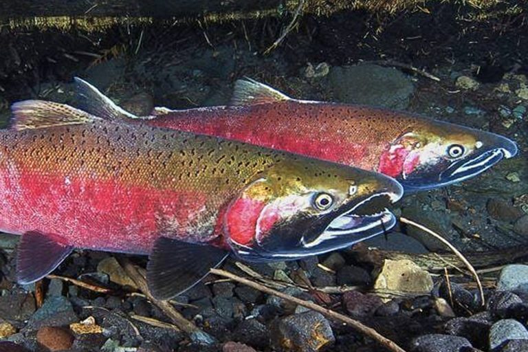 Regulatory Response: EPA and State Actions on 6PPD
