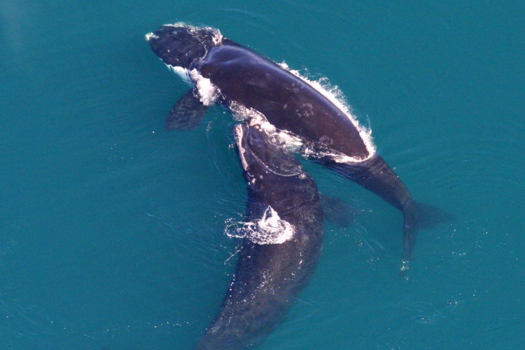 House Passes Bill Delaying Right Whale Protections Seven Years
